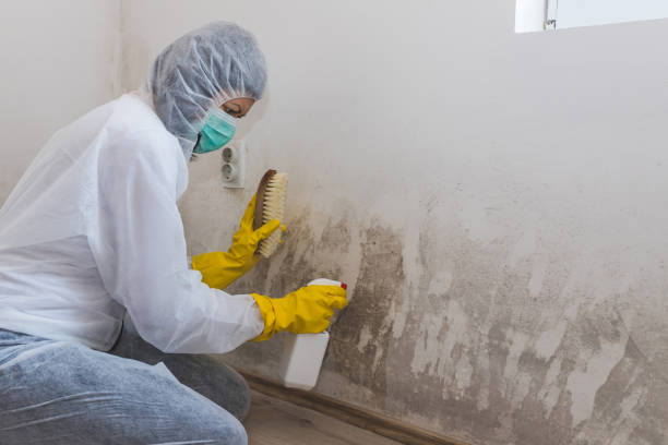 Best Mold Remediation Services  in Natalia, TX
