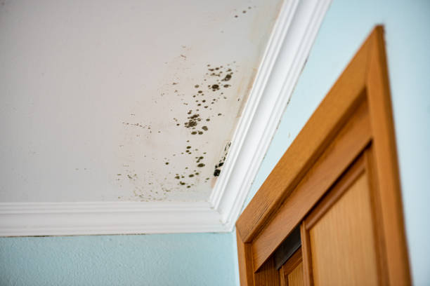 Best Mold Removal Company Near Me  in Natalia, TX