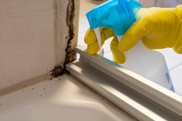 Best Professional Mold Removal  in Natalia, TX