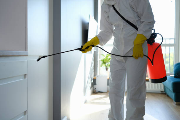 Best Certified Mold Removal  in Natalia, TX