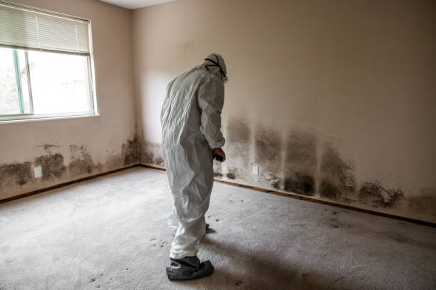 Best Mold Remediation  in Natalia, TX